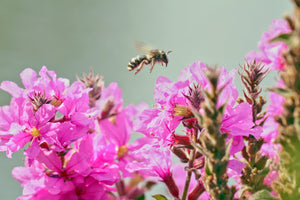 Winged Loosestrife Seeds
