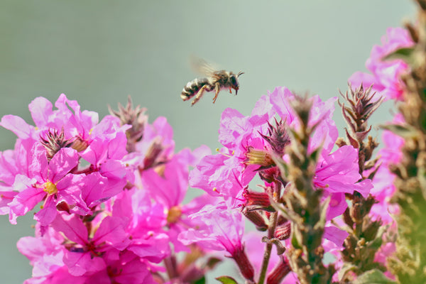 Winged Loosestrife Seeds