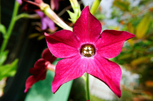 Nicotiana Crimson King Seeds