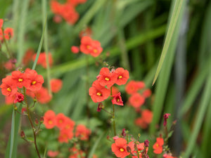 Scarlet Mask Flower Hummingbird Plant Seeds