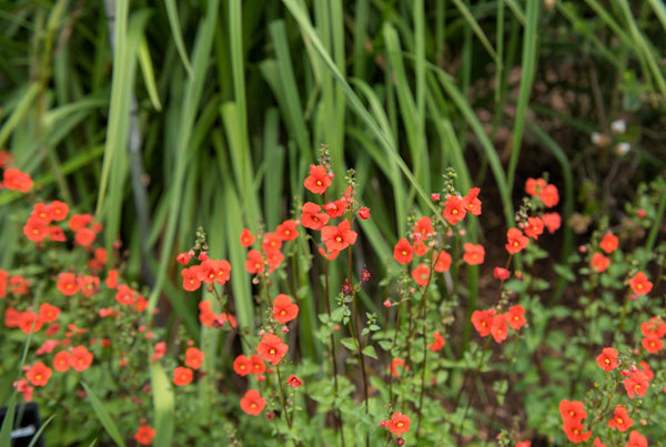 Scarlet Mask Flower Hummingbird Plant Seeds