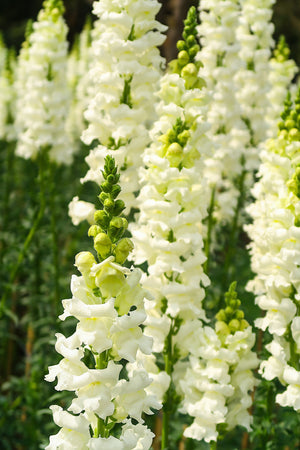 ’Snowflake’ Snapdragon Seeds