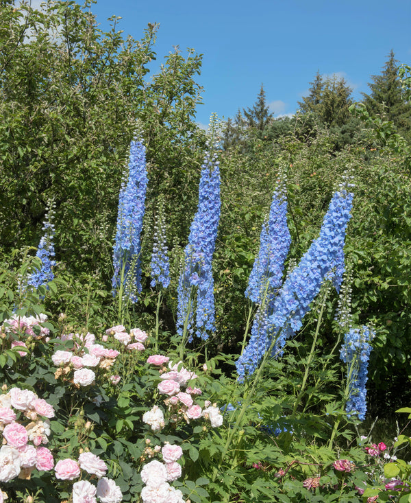 Rocket Larkspur Delphinium Seeds