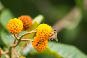 Orange Ball Tree Flower Seeds (Golden Butterfly Bush)