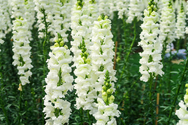 ’Snowflake’ Snapdragon Seeds