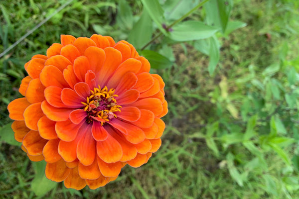 Orange King Zinnia Seeds
