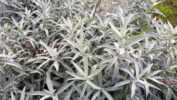Prairie Sage Seeds