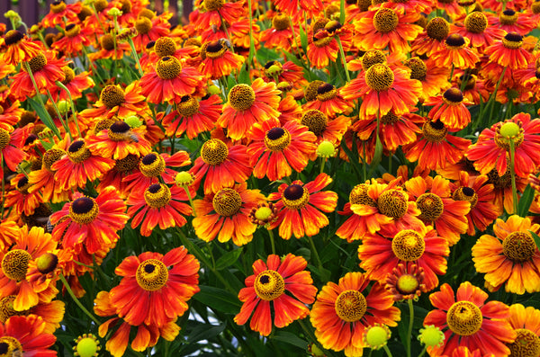 Helenium 'Autumn Leaves' Seeds