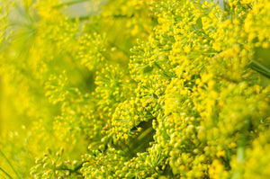 Bouquet Dill Seeds