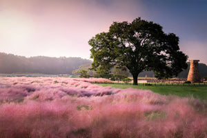Pink Muhly Grass Seeds