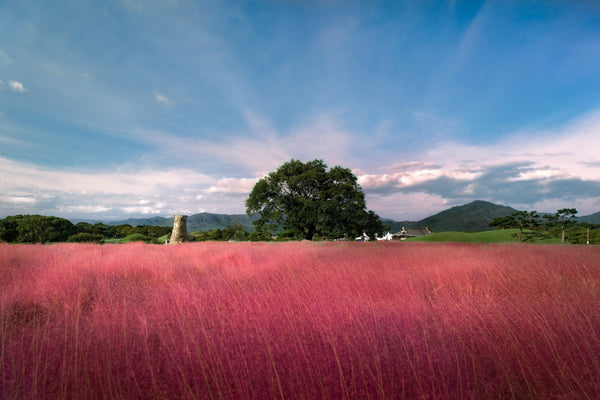 Pink Muhly Grass Seeds