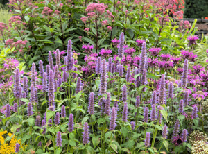 Blue Giant Anise Hyssop Seeds