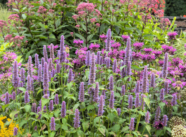 Blue Giant Anise Hyssop Seeds