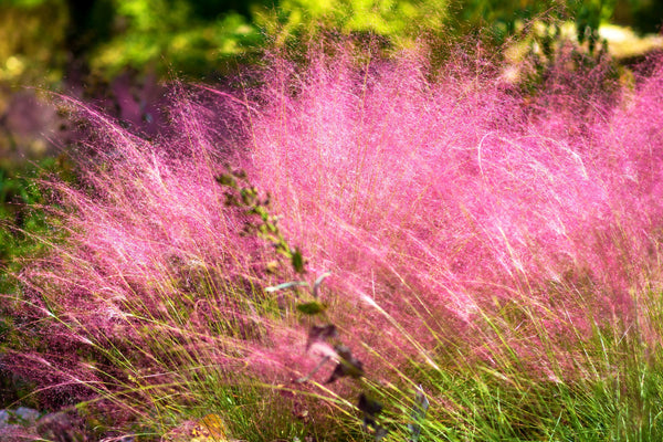 Pink Muhly Grass Seeds