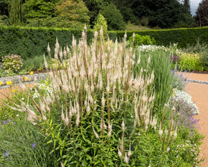 Culver's Root Seeds