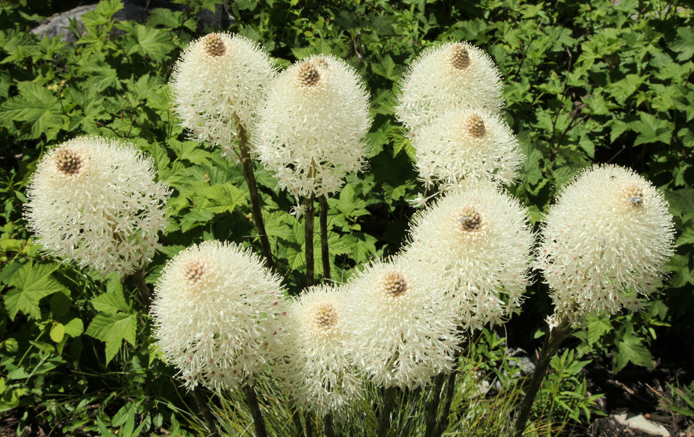 Bear Grass Seeds