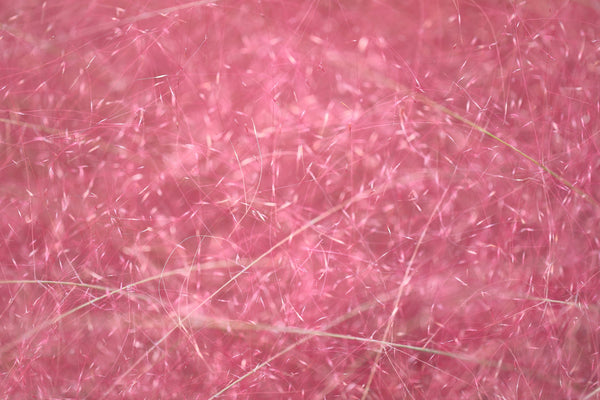 Pink Muhly Grass Seeds