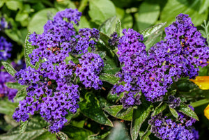 Marine Heliotrope Seeds