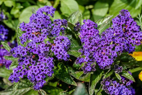 Marine Heliotrope Seeds