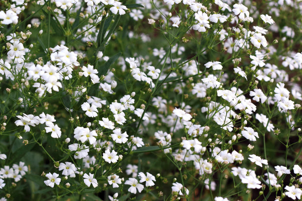 Baby’s Breath ‘Covent Garden’ Seeds
