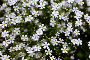 Baby’s Breath ‘Covent Garden’ Seeds