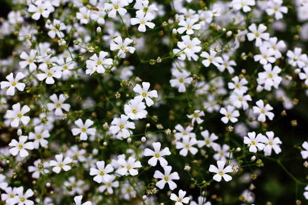 Baby’s Breath ‘Covent Garden’ Seeds