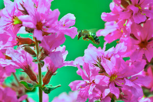 Winged Loosestrife Seeds