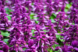 Mixed Colors Salvia Seeds
