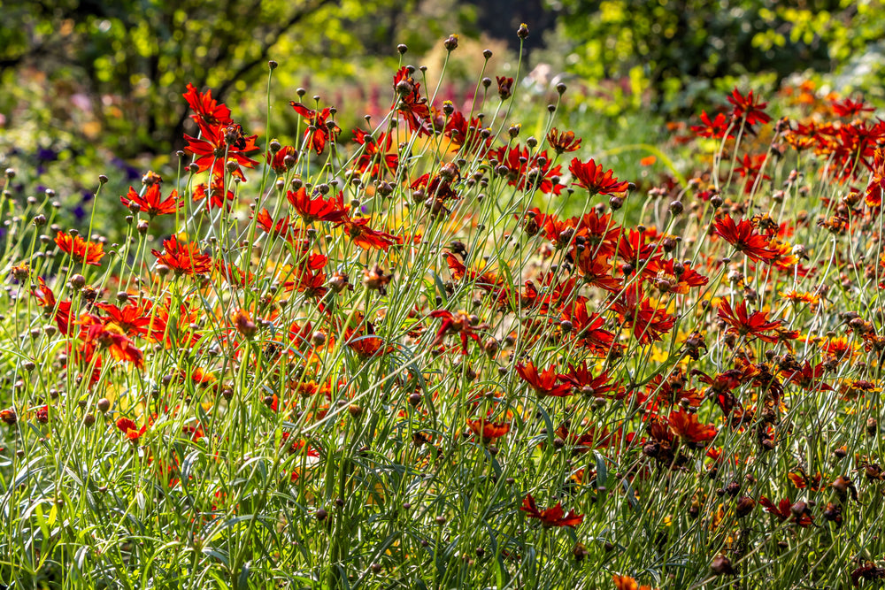 Mahogany Midget Coreopsis Seeds