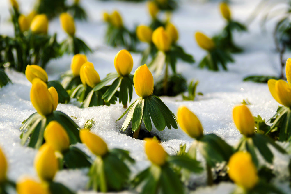Winter Aconite Seeds