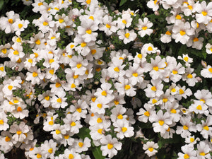 White Knight Nemesia Seeds