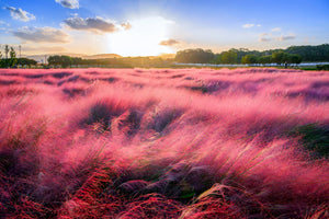 Pink Muhly Grass Seeds