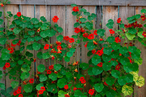 Red Empress Nasturtium Seeds