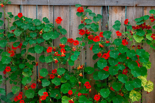 Red Empress Nasturtium Seeds