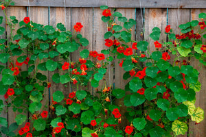 Dwarf Jewel Mix Nasturtium Seeds