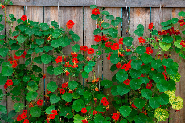 Dwarf Jewel Mix Nasturtium Seeds