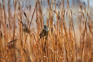 Big Bluestem Grass Seeds