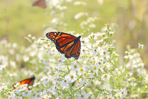 White Heath Aster Seeds