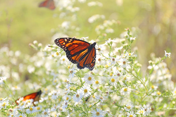 White Heath Aster Seeds