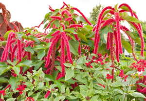 Love Lies Bleeding Amaranthus Seeds