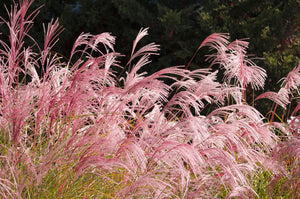Red Maiden Grass Seeds