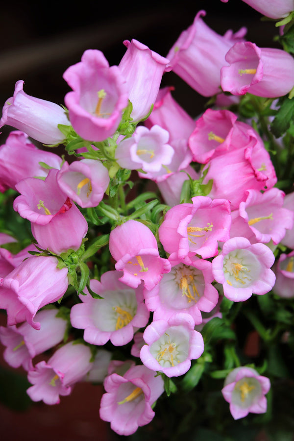 Rose Pink Canterbury Bells Seeds