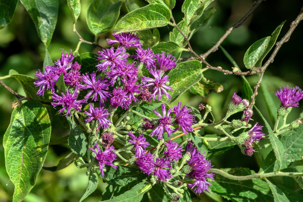 Missouri Ironweed Seeds