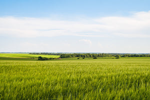 Wrens Abruzzi WINTER RYE Cover Crop Seeds