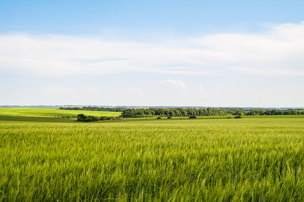 Wrens Abruzzi WINTER RYE Cover Crop Seeds