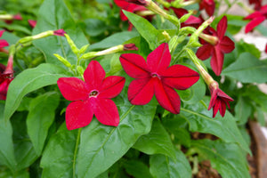 Nicotiana Crimson King Seeds
