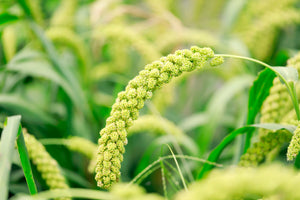 Lime Light Spray Millet Seeds