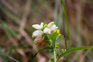 Turtlehead Seeds
