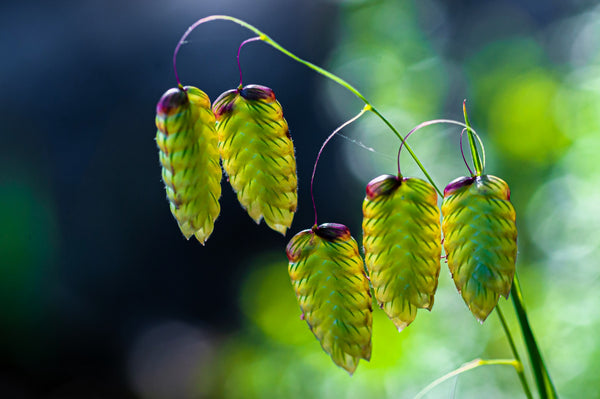 Quaking Grass Seeds