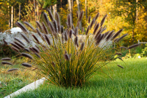 Dwarf Black Fountain Grass Seeds